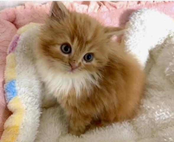 スコティッシュフォールドの写真3