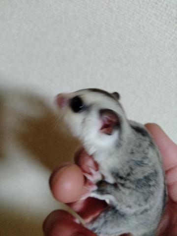 フクロモモンガ ホワイトフェイスhetクリミノ