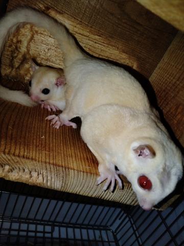 フクロモモンガ リューシhetクリミノ