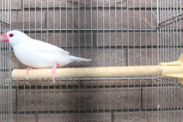 白文鳥　若鳥荒