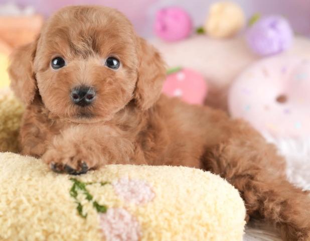 トイプードルの写真4