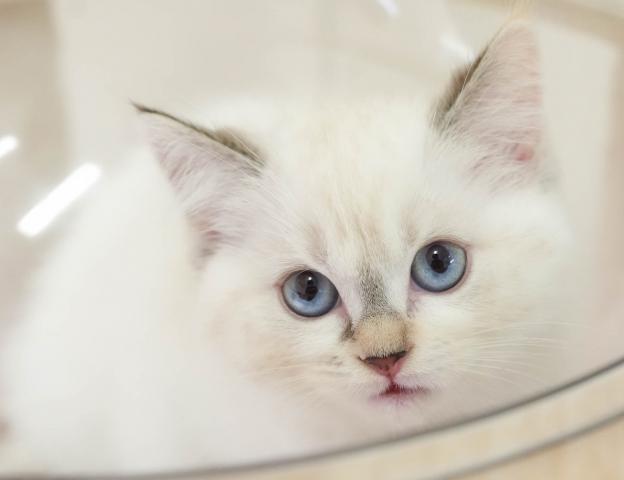 マンチカンの写真6