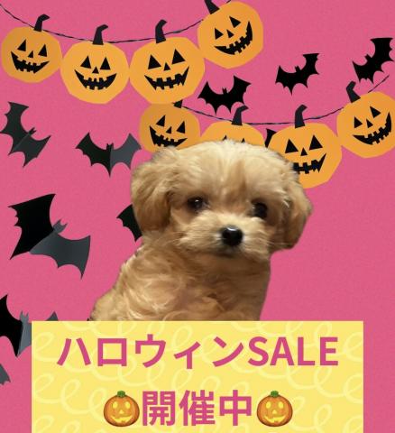 MIX【ハロウィンSALE開催中】マルプーmix犬✨タイニーサイズ確定の小さな子✨お問い合わせ5件入ってます✨の写真（鹿児島県）