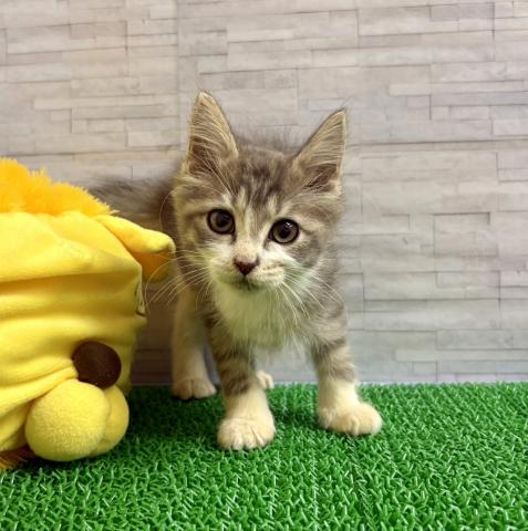 ノルウェージャンフォレストキャット