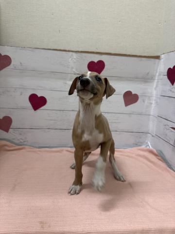 イタリアングレーハウンド子犬の写真3