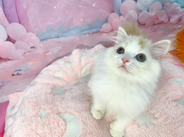 マンチカンの写真4