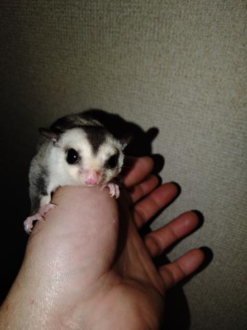 フクロモモンガ ホワイトフェイスhetクリミノの写真3