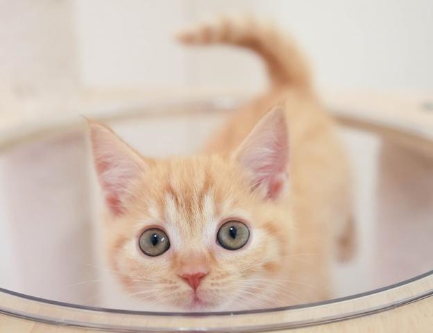 マンチカンの写真4