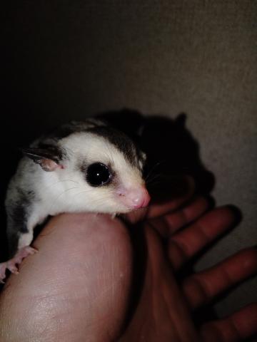 フクロモモンガ ホワイトフェイスhetクリミノの写真2