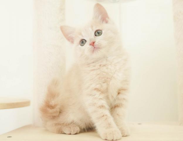 マンチカンの写真3