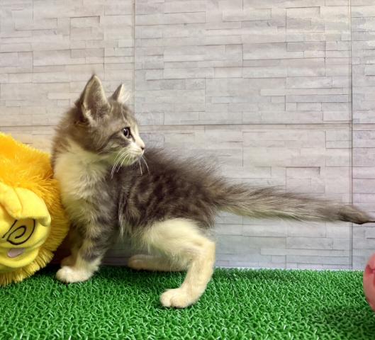 ノルウェージャンフォレストキャットの写真2