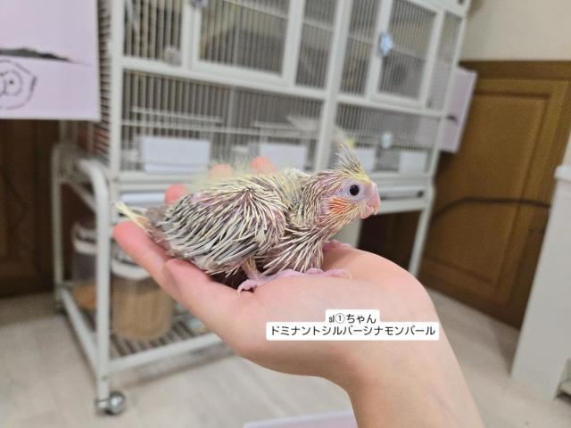 オカメインコの写真5
