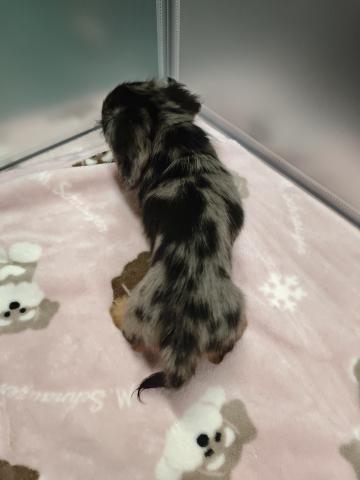 カニンヘンダックスフンドの写真4