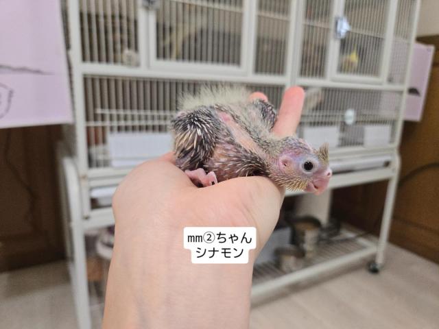 オカメインコの写真4