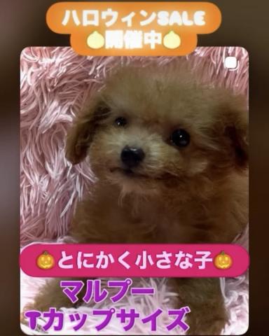 MIX【ハロウィンSALE開催中】小さめTカップサイズのマルプーmix犬✨おトイレを完璧に覚えた賢い子✨お問い合わせ20件入ってます✨の写真2