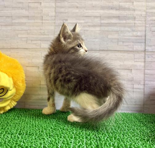 ノルウェージャンフォレストキャットの写真6