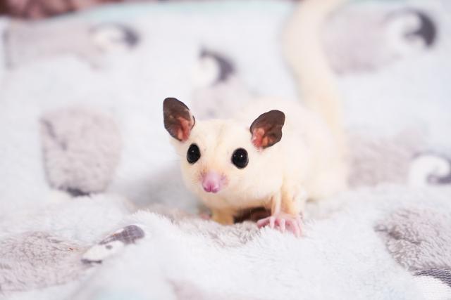 フクロモモンガ マーブル系プラモザ𝑾𝑭ヘテロリューシの写真6