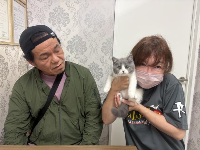 ブリティッシュショートヘア💕ドラえもん似で激カワ💕