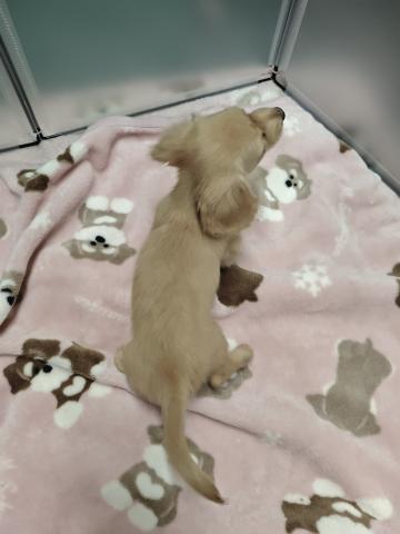 カニンヘンダックスフンドの写真4