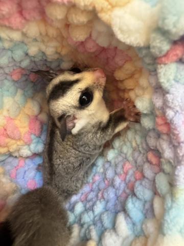 フクロモモンガ ホワイトフェイスヘテロプラチナ