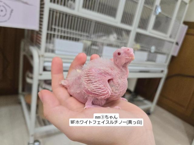 オカメインコの写真6