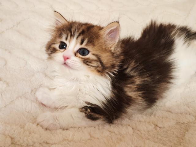 サイベリアンの写真3