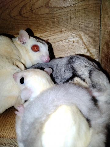 フクロモモンガ リューシhetクリミノの写真3
