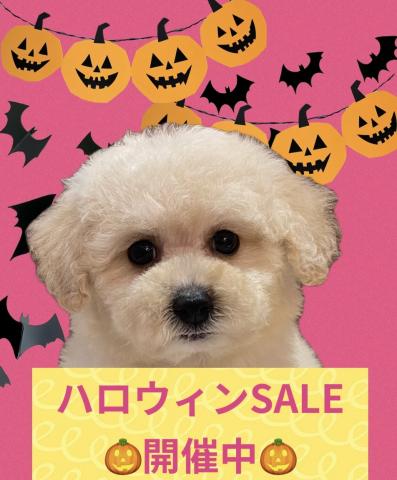 MIX【ハロウィンSALE開催中】人気のビションプーくん🌴おトイレを覚えた賢い子🌴お問い合わせ20件入ってます✨