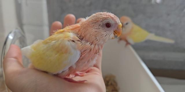 アキクサインコの写真4
