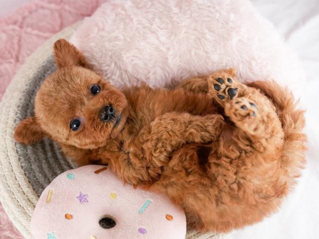 トイプードルタイニー・プードルの写真5