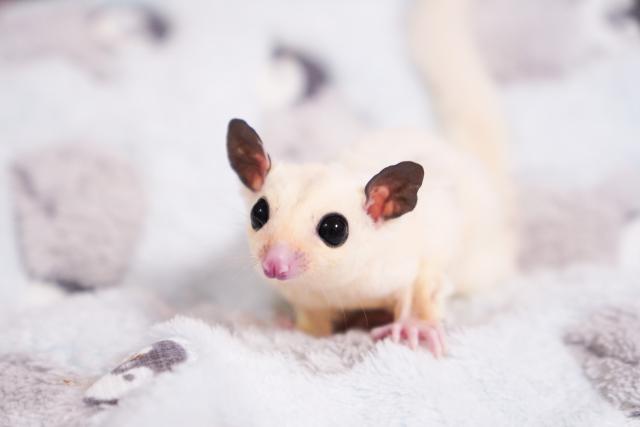 フクロモモンガ マーブル系プラモザ𝑾𝑭ヘテロリューシの写真3