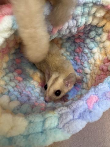 フクロモモンガ クリミノの写真4