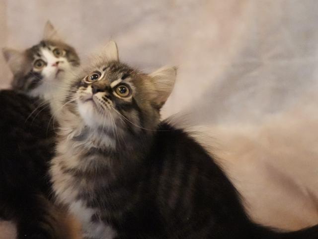 サイベリアンの写真4