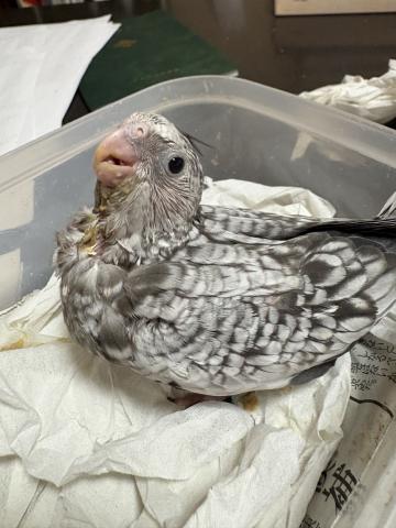 オカメインコ