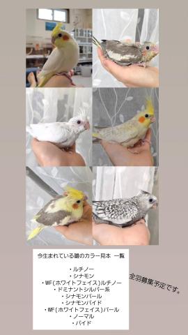 オカメインコ