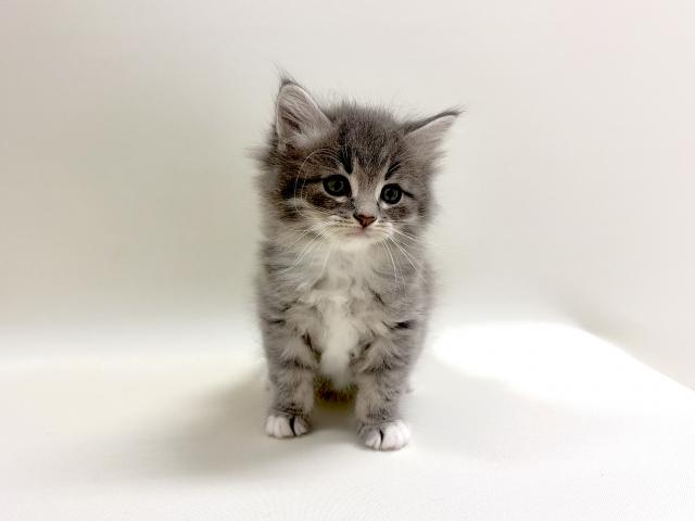 サイベリアン💕猫アレルギー有る方にお勧め猫種💕の写真2