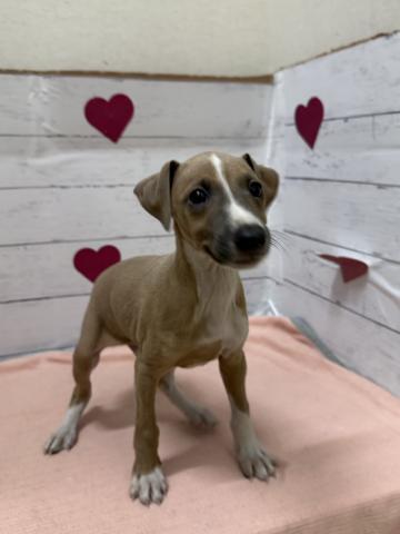 イタリアングレーハウンド子犬の写真2