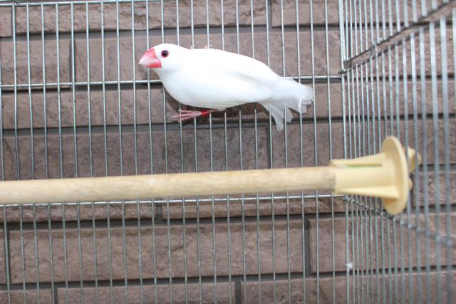 白文鳥 若鳥荒の写真5