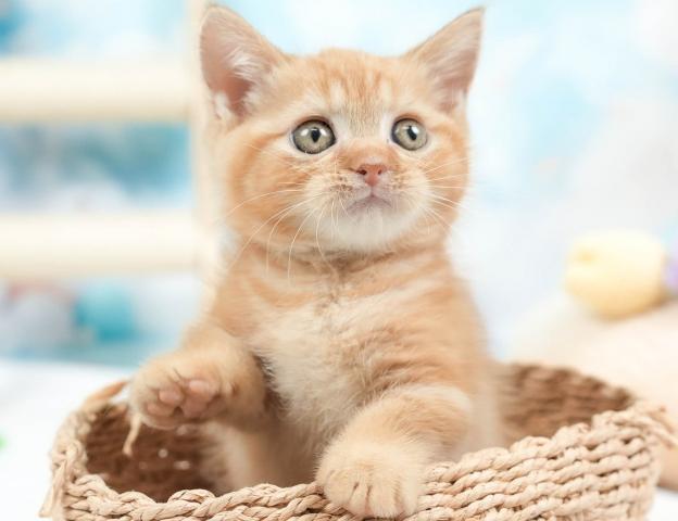 マンチカンの写真4