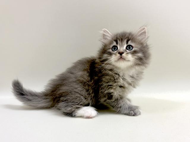 サイベリアン💕猫アレルギー有る方にお勧め猫種💕の写真2