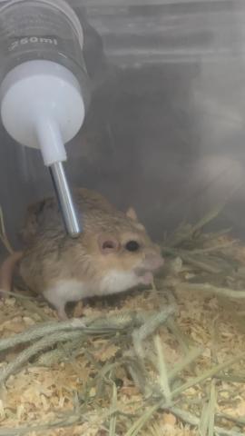 ファットテールジャービル(マカロニマウス)