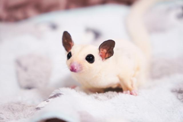フクロモモンガ マーブル系プラモザ𝑾𝑭ヘテロリューシの写真2