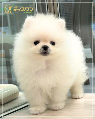 ポメラニアンの写真5