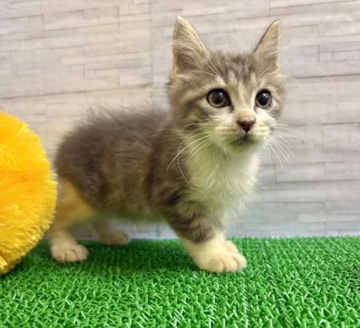 ノルウェージャンフォレストキャットの写真3