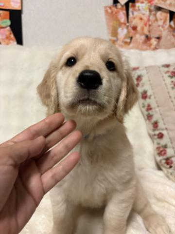 ゴールデンレトリーバー