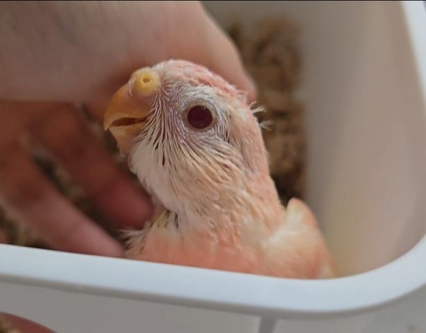 アキクサインコの写真3