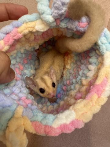 フクロモモンガ クリミノの写真3
