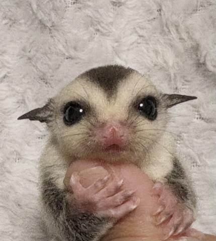フクロモモンガ ホワイトフェイス50%possリューシの写真2