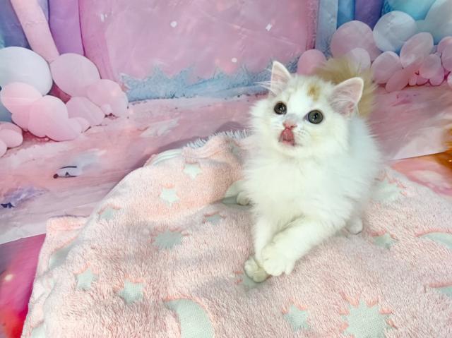 マンチカンの写真6