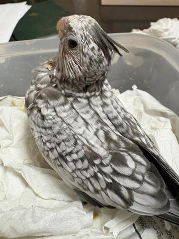 オカメインコの写真2